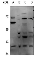 DNAJB4 Rabbit Polyclonal Antibody