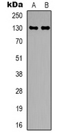 CEP131 Rabbit Polyclonal Antibody
