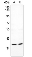 CDC42EP4 Rabbit Polyclonal Antibody