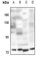 POLR3E Rabbit Polyclonal Antibody