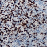 CCNB1IP1 Antibody