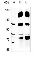 USP36 Antibody
