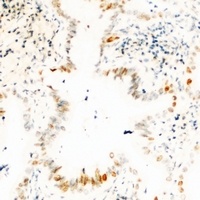 USP36 Antibody