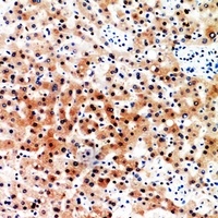 CD7 Rabbit Polyclonal Antibody