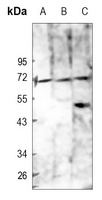 CD84 Rabbit Polyclonal Antibody