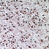 CD84 Rabbit Polyclonal Antibody