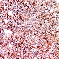 CD147 Rabbit Polyclonal Antibody