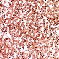 CD321 Rabbit Polyclonal Antibody