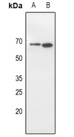 CD316 Antibody