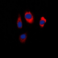 EDG5 Rabbit Polyclonal Antibody