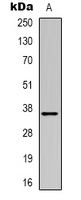 MRGX3 Rabbit Polyclonal Antibody