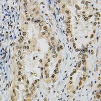 JUNB Antibody