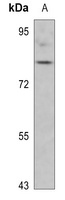 Synapsin 1 (Phospho-S553) Rabbit Polyclonal Antibody