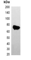 AmCyan-tag Mouse Monoclonal Antibody