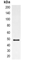 AmCyan-tag Mouse Monoclonal Antibody