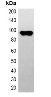 CBP-tag Mouse Monoclonal Antibody