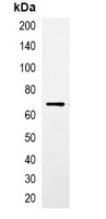 CBP-tag Mouse Monoclonal Antibody