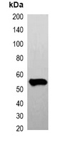 FLAG-tag Mouse Monoclonal Antibody