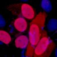 FLAG-tag Mouse Monoclonal Antibody