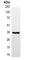 FLAG-tag Mouse Monoclonal Antibody