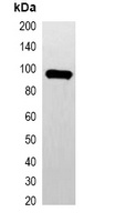 GFP-tag Mouse Monoclonal Antibody