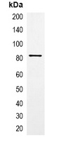 GFP-tag Mouse Monoclonal Antibody