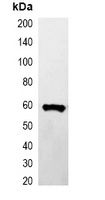 GST-tag Mouse Monoclonal Antibody