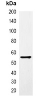 GST-tag Mouse Monoclonal Antibody