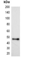 HSV-tag Mouse Monoclonal Antibody