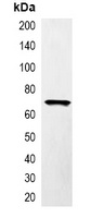 RFP-tag Mouse Monoclonal Antibody