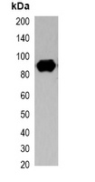 S-tag Mouse Monoclonal Antibody