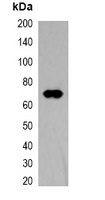 TAP-tag Mouse Monoclonal Antibody