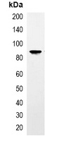 TAP-tag Mouse Monoclonal Antibody