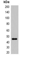 Myc-tag Rabbit Polyclonal Antibody