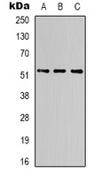 Alpha-tubulin Mouse Monoclonal Antibody