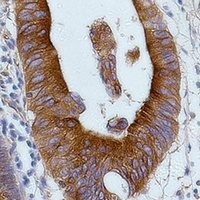 Alpha-tubulin Mouse Monoclonal Antibody