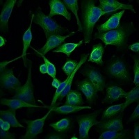 Alpha-tubulin Mouse Monoclonal Antibody
