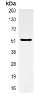 Alpha-tubulin Mouse Monoclonal Antibody