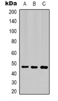 Aquaporin 4 Mouse Monoclonal Antibody
