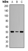 Beta1-tubulin Mouse Monoclonal Antibody