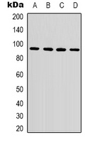 Beta-catenin Mouse Monoclonal Antibody