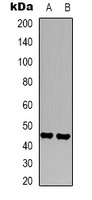 CD16 Antibody