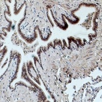 CD16 Antibody