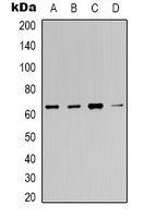 c-FOS Mouse Monoclonal Antibody