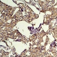 c-FOS Mouse Monoclonal Antibody