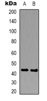 CREB Mouse Monoclonal Antibody