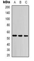 Cytokeratin 7 Mouse Monoclonal Antibody