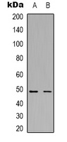 Flotillin-1 Mouse Monoclonal Antibody