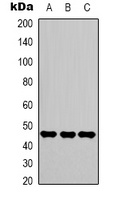 Gamma-enolase Mouse Monoclonal Antibody