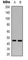 GFAP Antibody